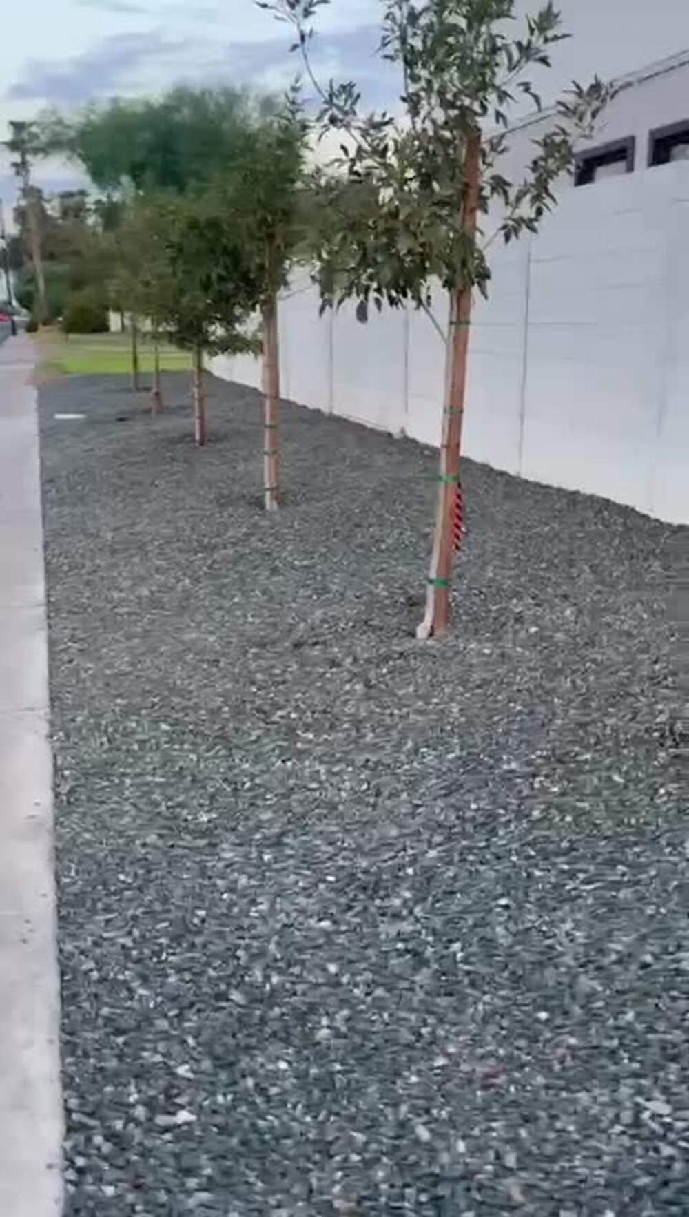 Arboles nuevos y grava