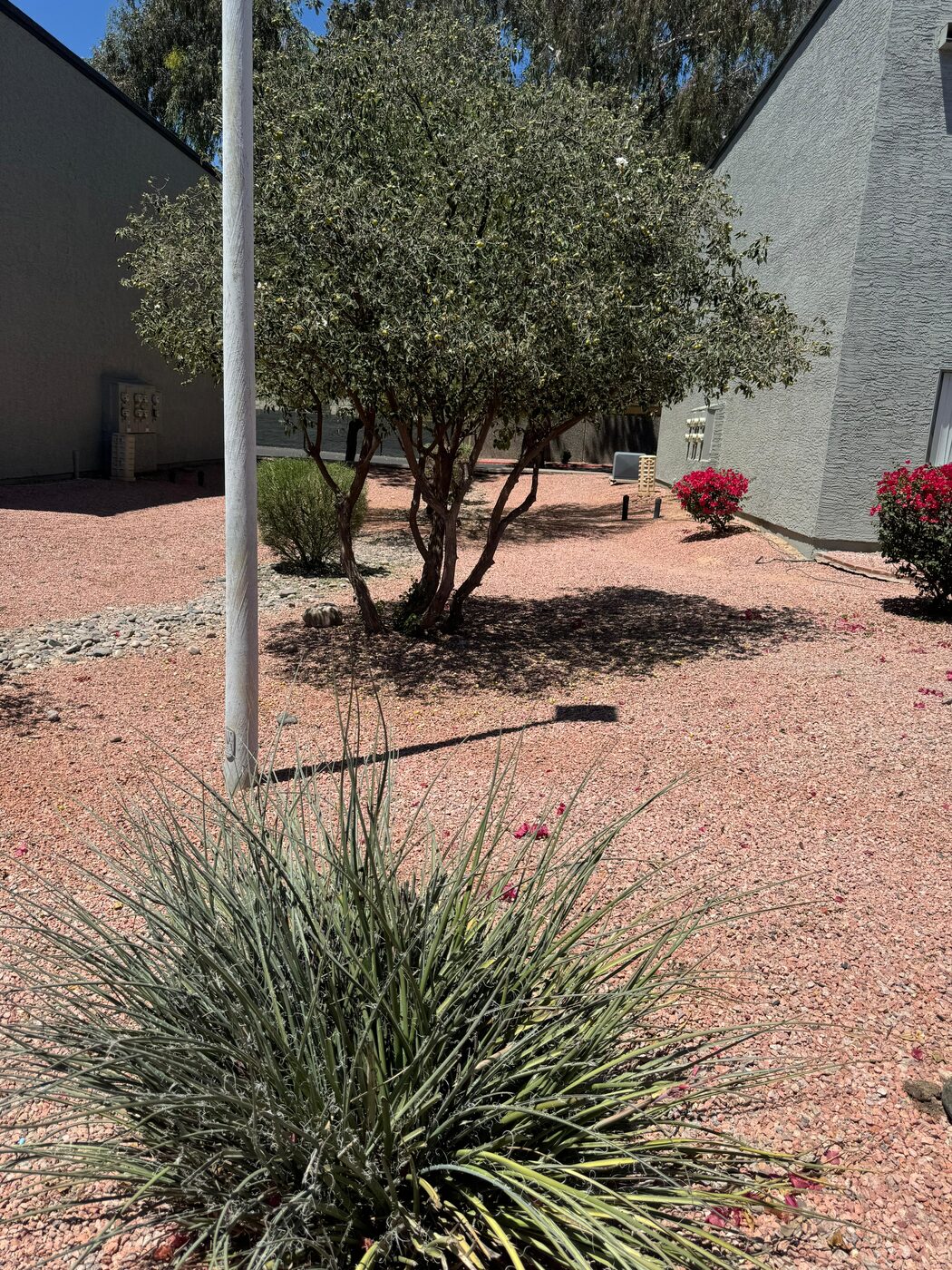 Plantas de desierto