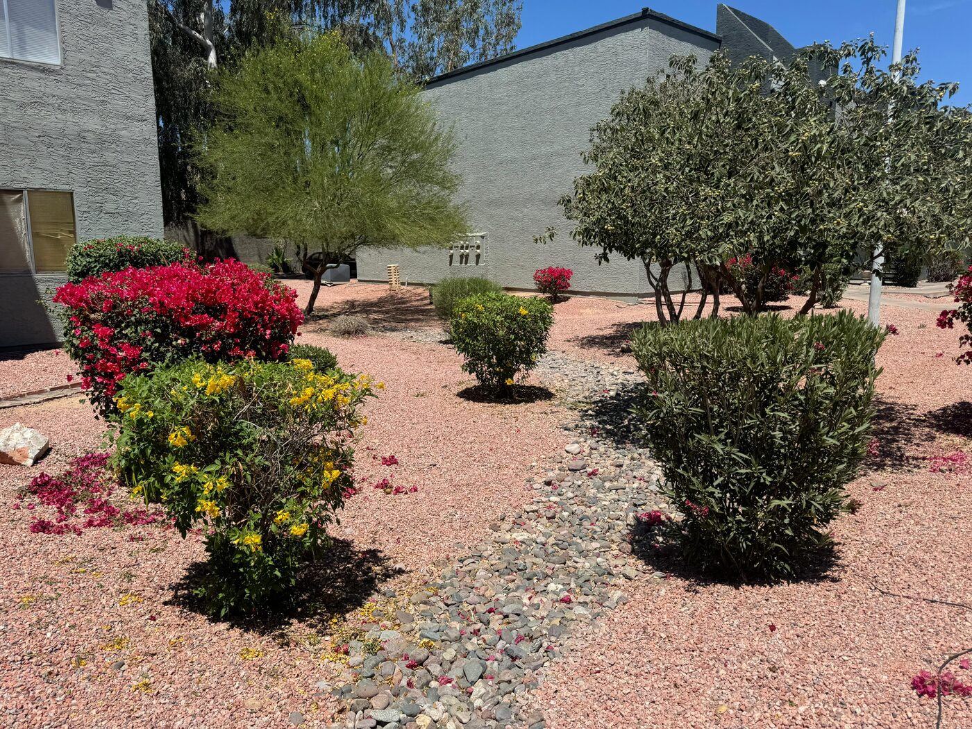 Grava y jardin de desierto